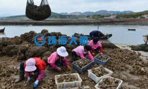 生蠔自動(dòng)分揀機(jī)，取代人工分揀，高效精準(zhǔn)省人工