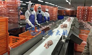 白條雞分揀機(jī)、整鴨分選機(jī)高效取代人工分揀，比人工快5倍
